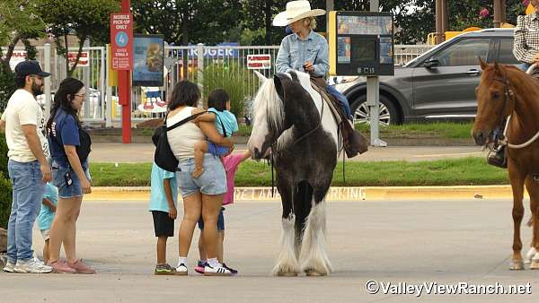 husband-safe-gypsy-vanner-horse