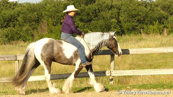 kid-safe-gypsy-vanner-horse