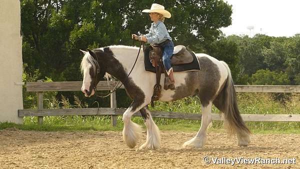 ridden-english-gypsy-vanner-horse