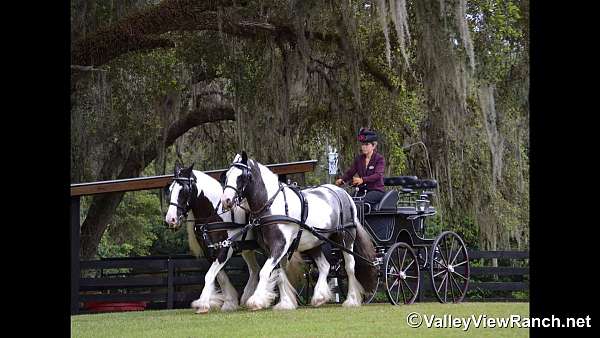 ridden-western-gypsy-vanner-horse