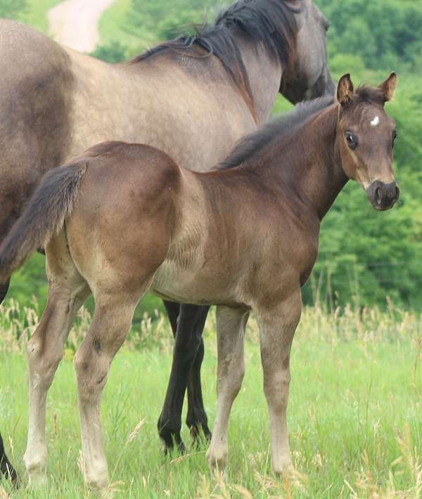 star-2-hind-socks-horse