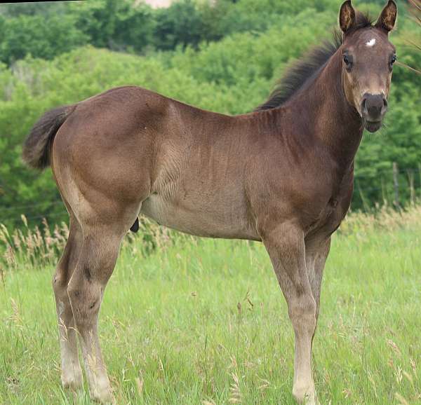 black-star-2-hind-socks-horse