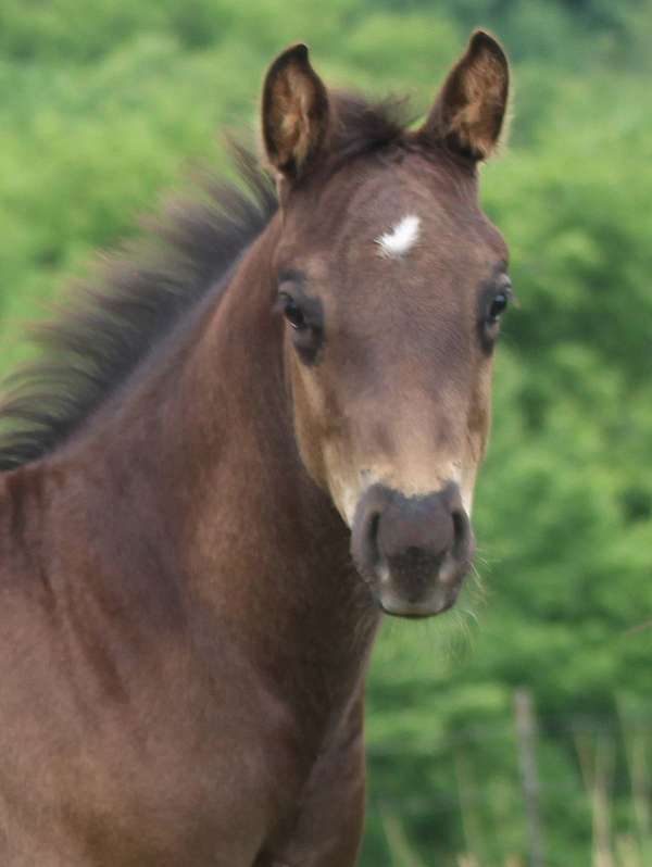 all-around-quarter-horse