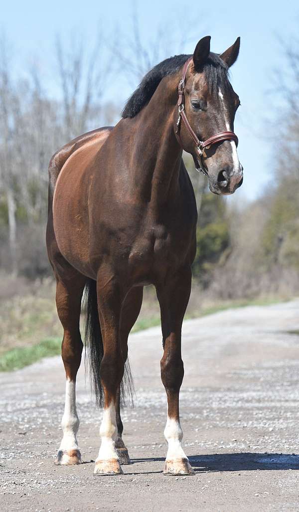 kid-saf-warmblood-horse