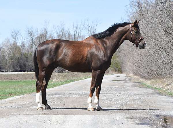 chestnut-kid-saf-horse