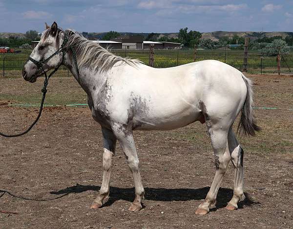 snowcapfewspot-horse