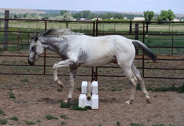 clear-appaloosa-horse