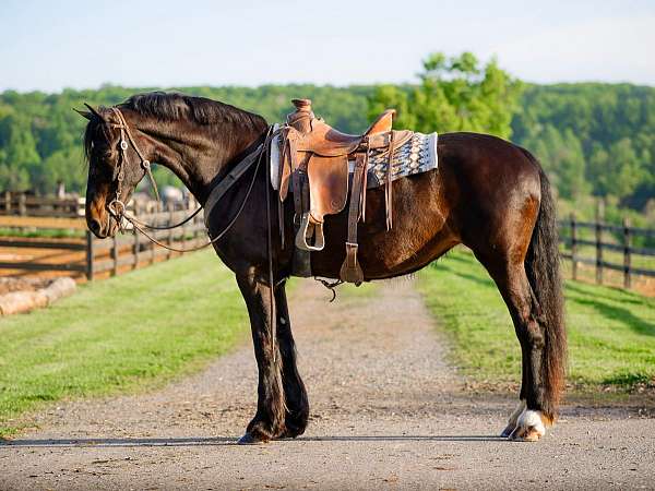 pre-friesian-mare-broodmare