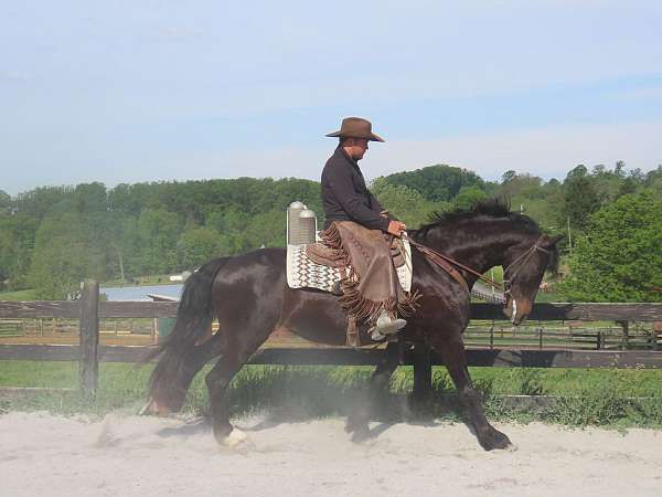 draft-horse
