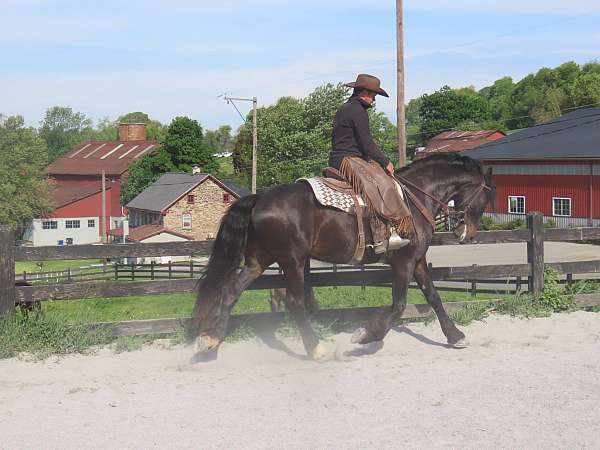 draft-horse-for-sale