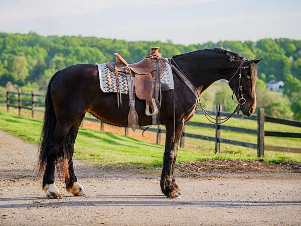 draft-mare