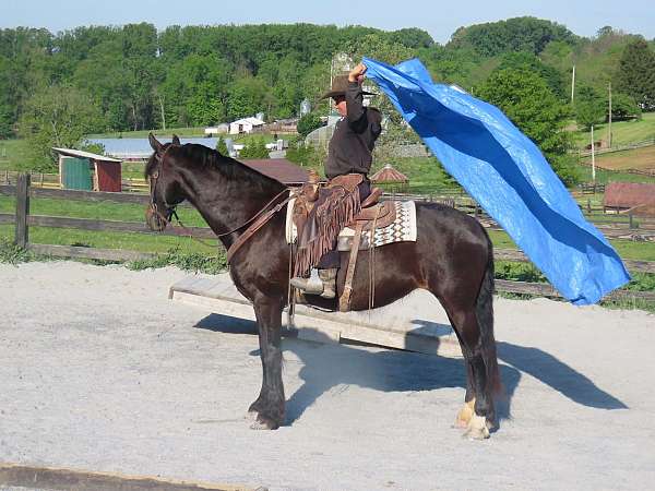 all-around-friesian-horse