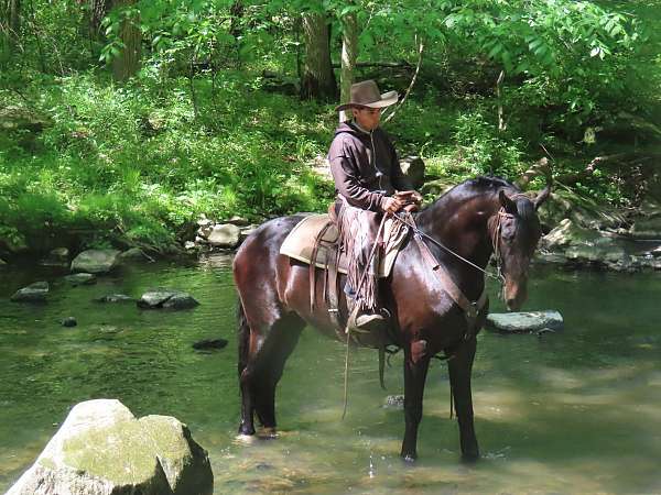 beginner-friesian-horse