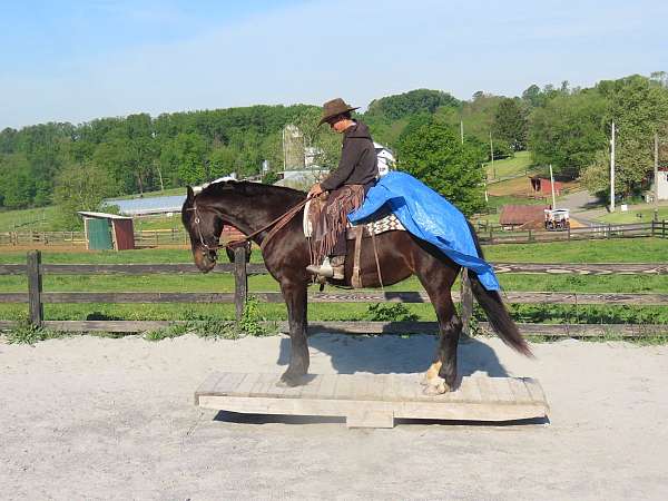 dressage-friesian-horse