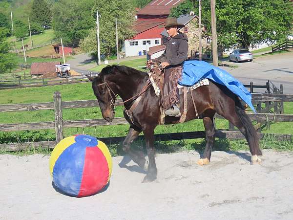 trail-friesian-horse