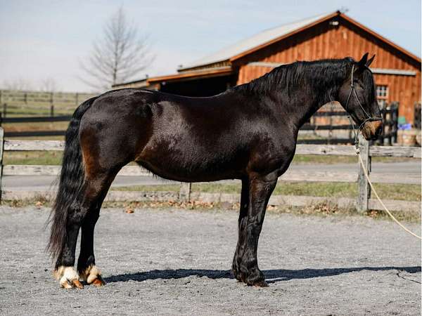 all-around-mare-broodmare