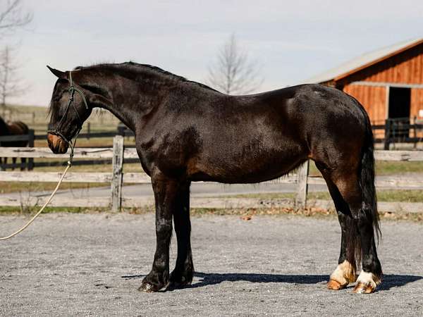 beginner-mare-broodmare