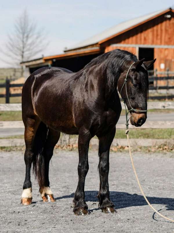 dressage-mare-broodmare
