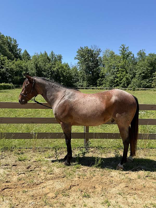 finished-western-pleasure-quarter-horse