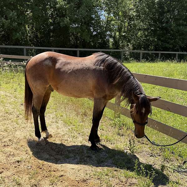 bay-finished-western-pleasure-horse