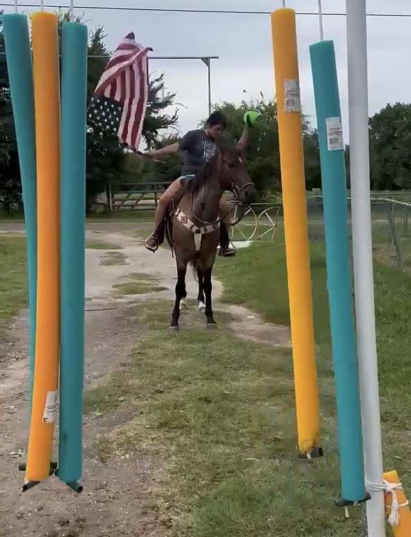 finished-western-pleasure-gelding