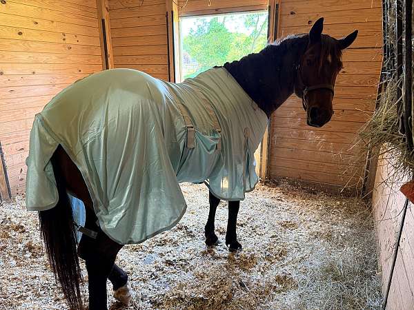 athletic-quarter-horse