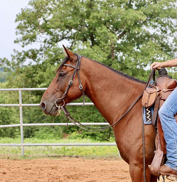 project-quarter-horse