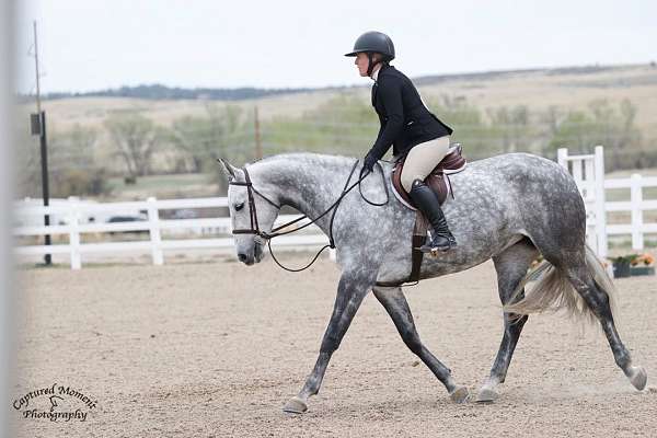 3-hunter-belgian-warmblood-horse