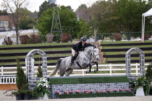 amateur-prospect-belgian-warmblood-horse