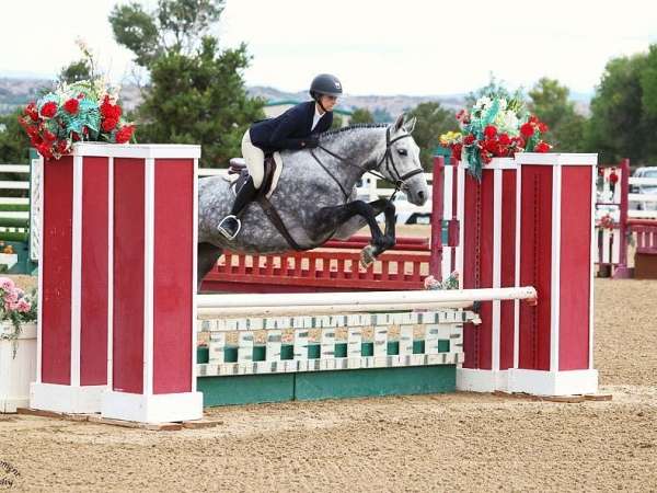 age-belgian-warmblood-horse