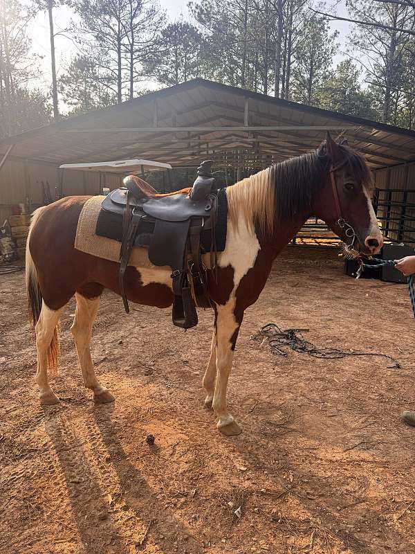 paint-horse
