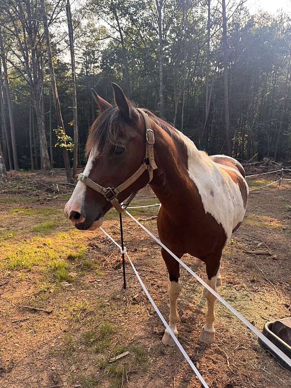 affordable-quarter-horse