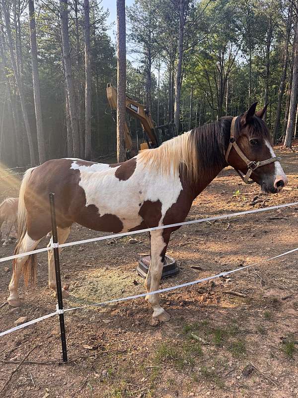 broke-to-ride-quarter-horse