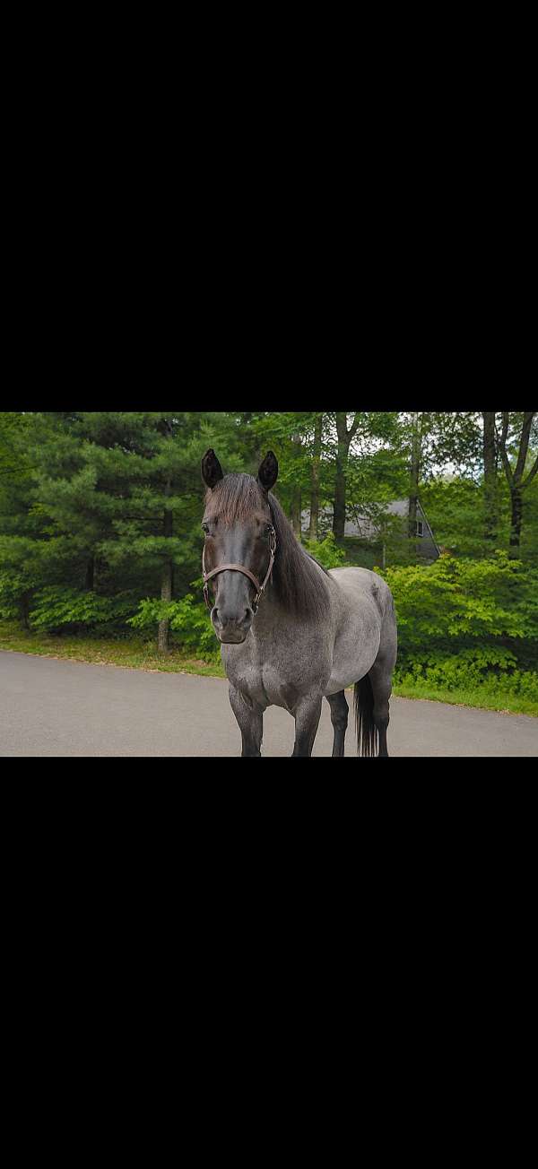 quarter-horse-gelding