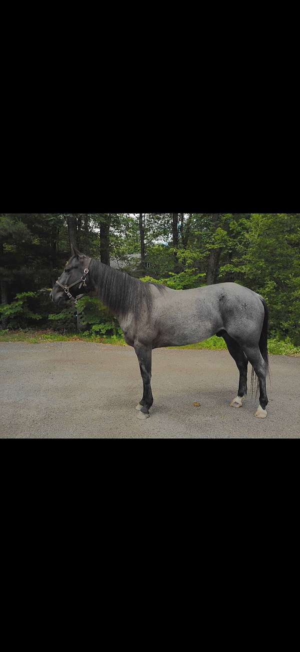quarter-horse-for-sale