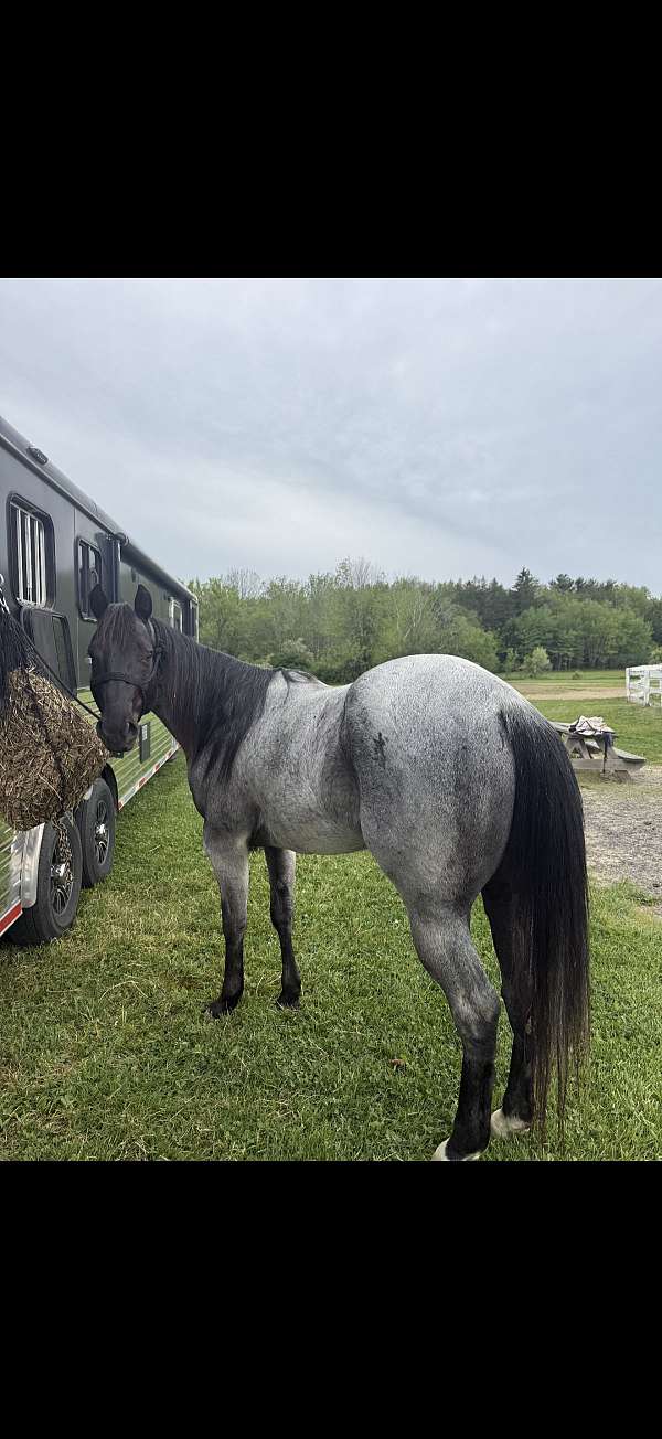 quarter-horse
