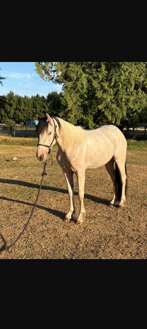 gypsy-vanner-filly