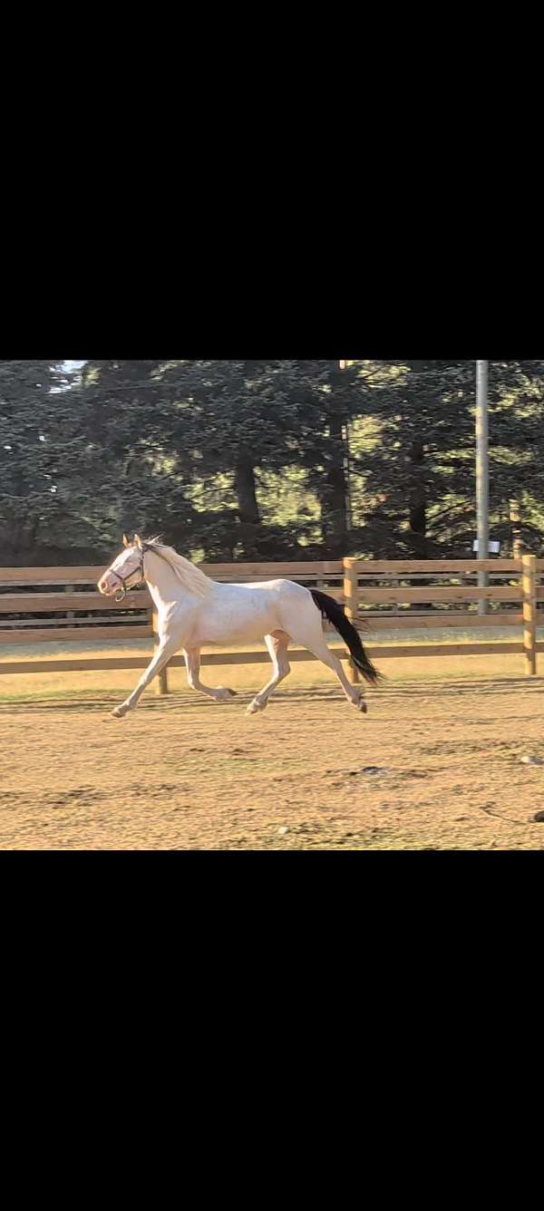 gypsy-vanner-horse-for-sale