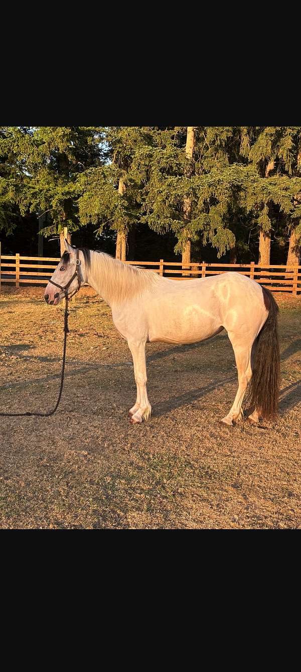 gypsy-vanner-horse