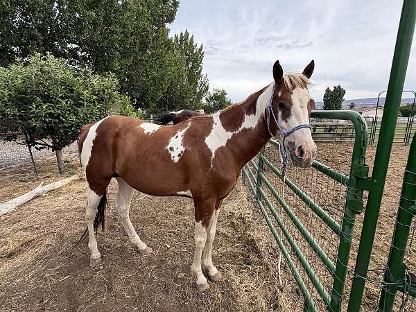 horsemanship-paint-pinto-horse