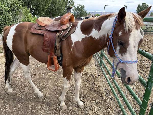 chestnut-paint-pinto-colt