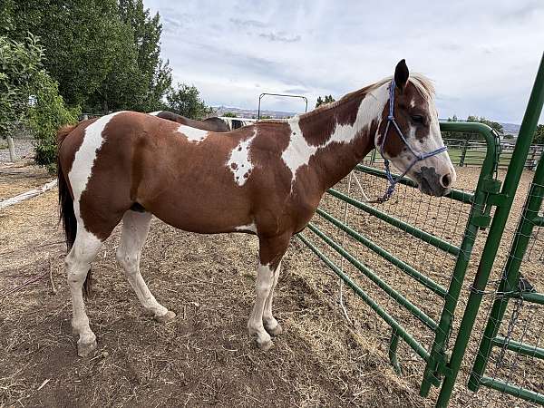 chestnut-overo-paint-pinto-colt