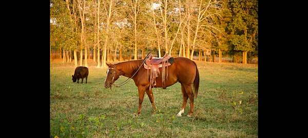 experienced-appaloosa-quarter-horse