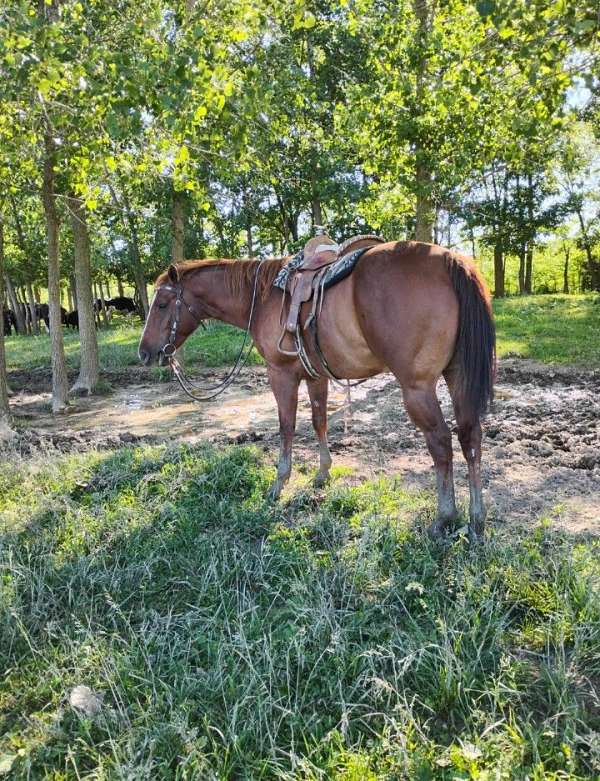 appaloosa-quarter-horse-gelding-yearling