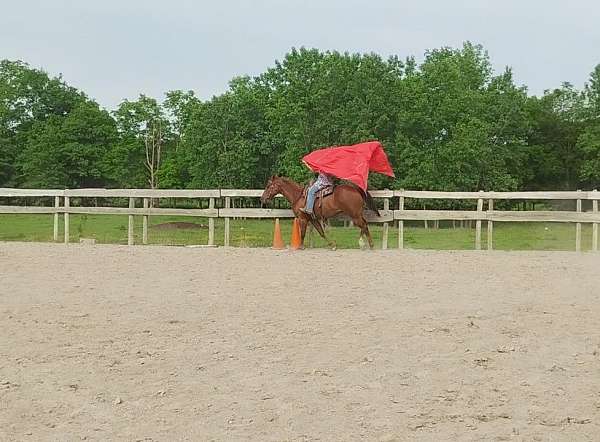 quarter-horse-gelding
