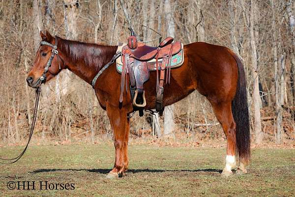 all-around-quarter-horse