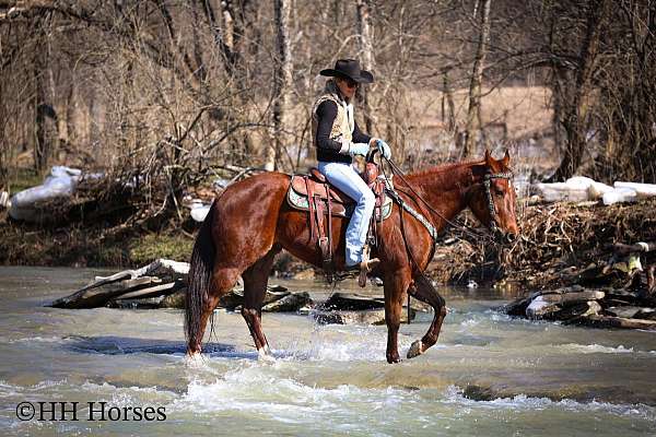 athletic-quarter-horse
