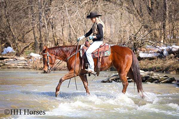 beginner-quarter-horse