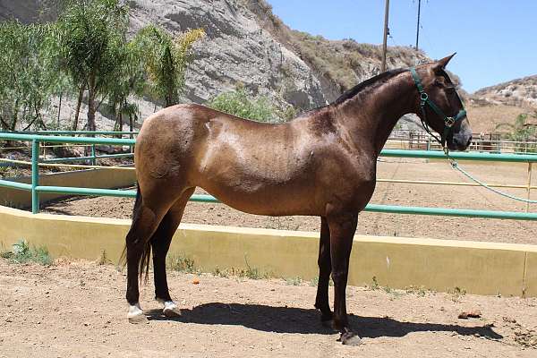bayo-mare