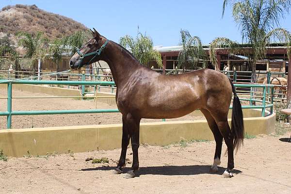 buckskin-andalusian-horse